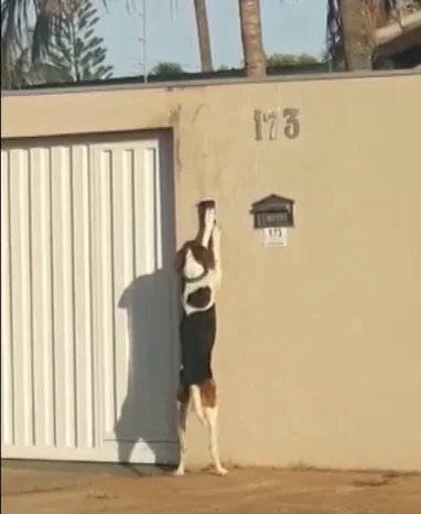 VÍDEO | Cachorro é flagrado tocando a campainha de casa no Mato Grosso