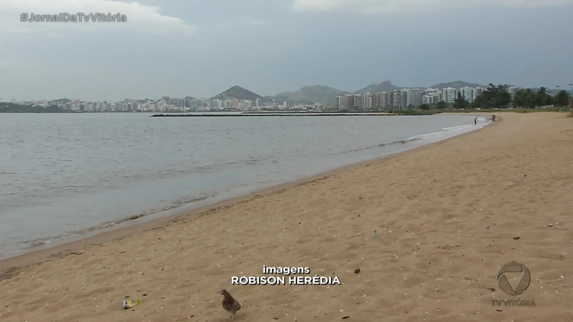 Filhotes de tubarão apareceram na Praia de Camburi, em Vitória