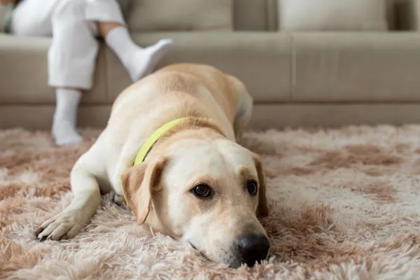 Especialista fala sobre decoração de casas voltada para pets