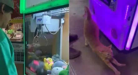 Surpresa! Empresário "ganha" gato de verdade em máquina de pelúcias