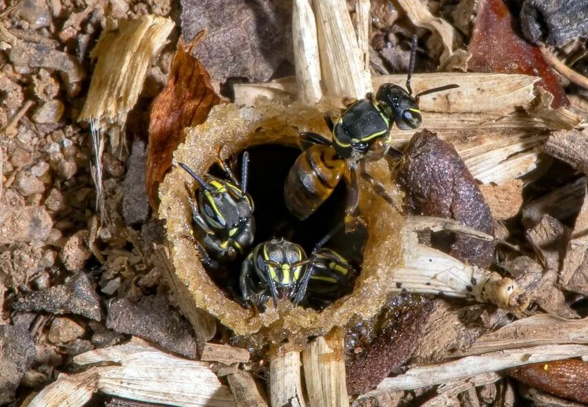 Três abelhas jataís-da-terra emergindo da entrada de sua colmeia no solo da Reserva Águia Branca, demonstrando a interação delicada entre a natureza e a atividade humana.