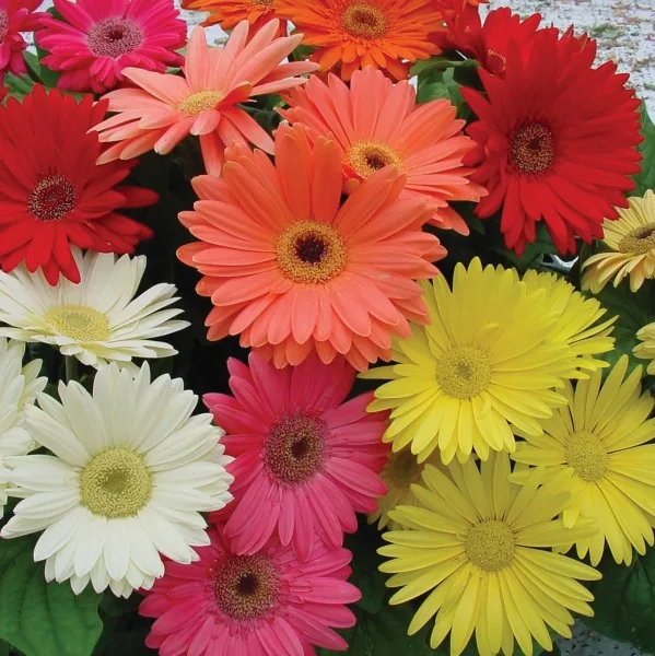 Flores são opções de presente para o Dia das Mães