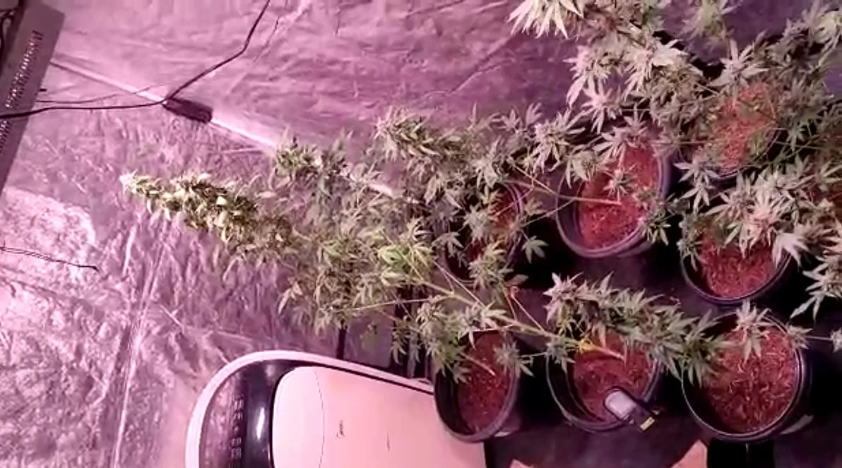 VÍDEO I Polícia encontra estufa com pés de maconha dentro de casa na Serra