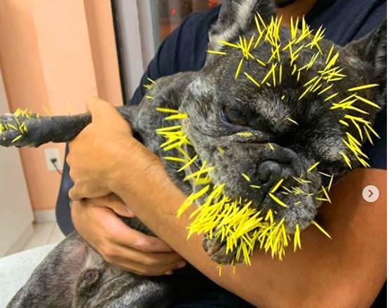 Cachorros da atriz Heloisa Perissé são atacados por porco-espinho