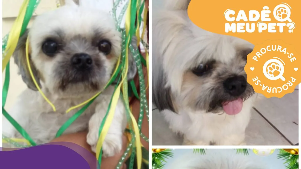 Onde está Abelha? Cadela shih-tzu desapareceu em Vila Velha