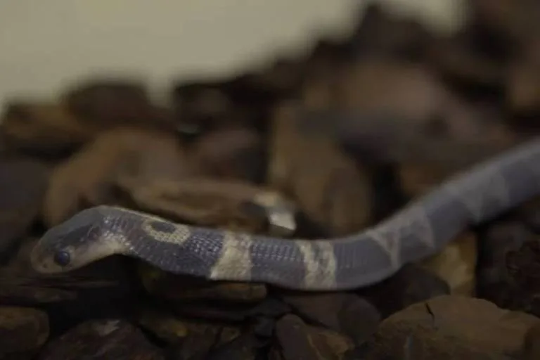 Filhote de serpente naja desaparece de laboratório do Instituto Butantan