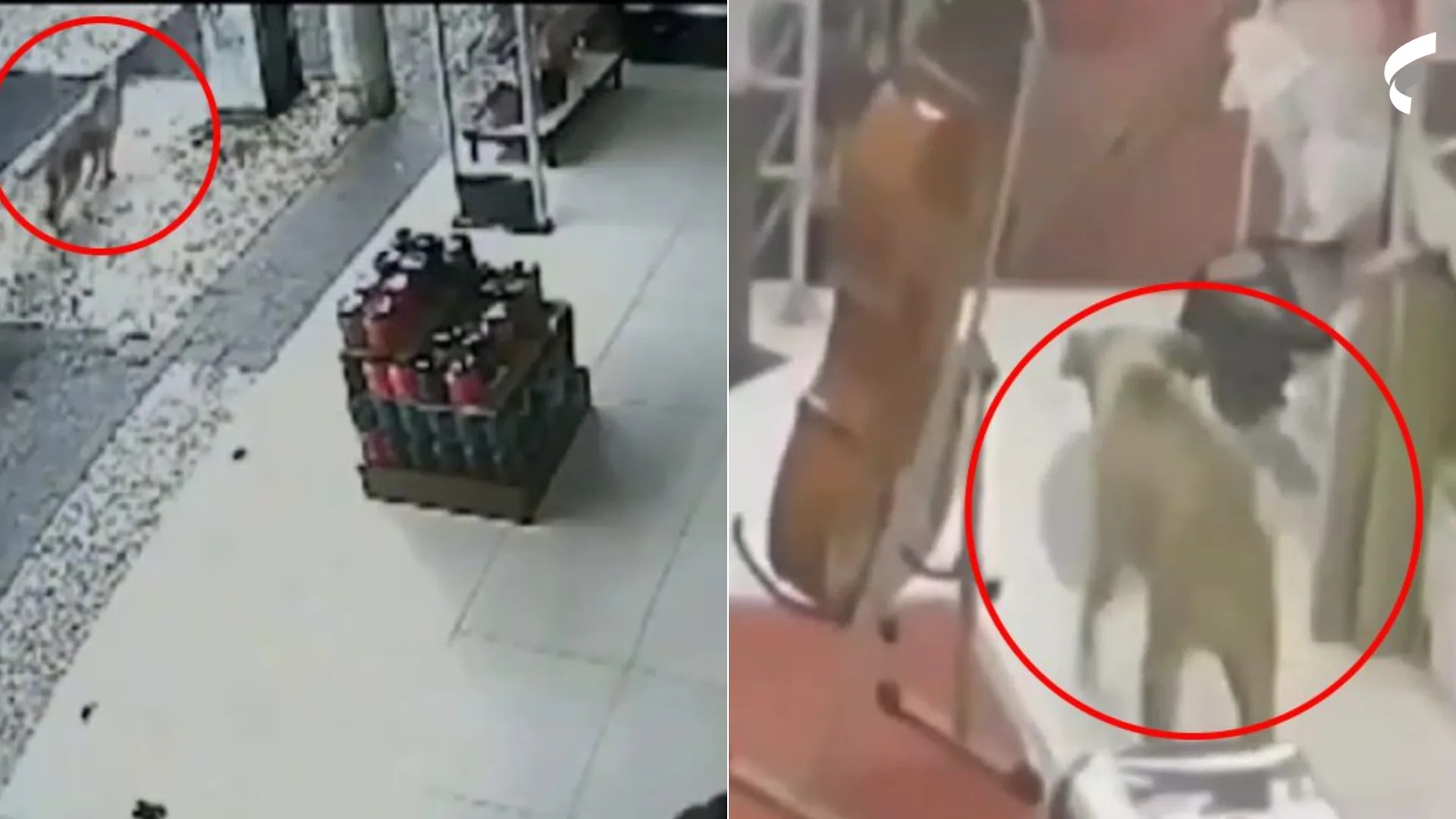 VÍDEO | Cachorro caramelo rouba três lojas em menos de um mês