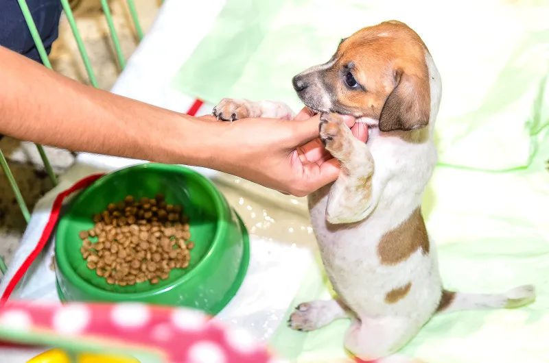 Evento de Adoção (Cães e Gatos) SOPAES