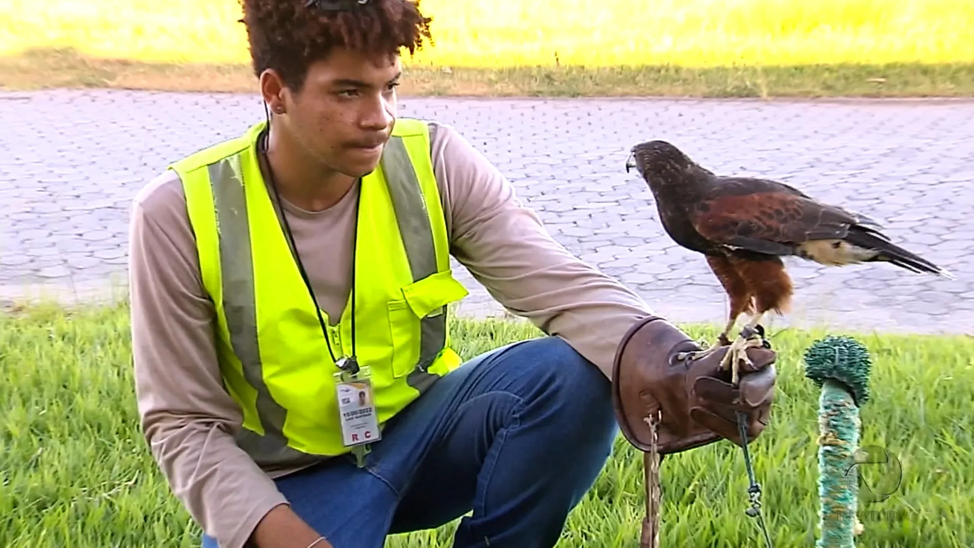 Aves trabalham no aeroporto