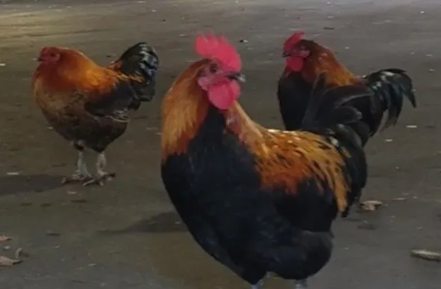 Casal processa vizinho por conta de galo que cacareja 200 vezes por dia