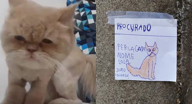 Gata é encontrada após dono de 8 anos espalhar desenhos pela cidade