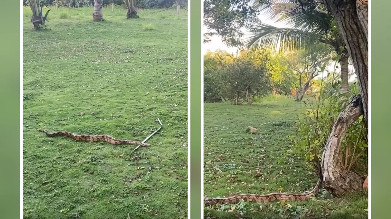 VÍDEO | Cobra aparece em praia da Serra e biólogo orienta o que fazer