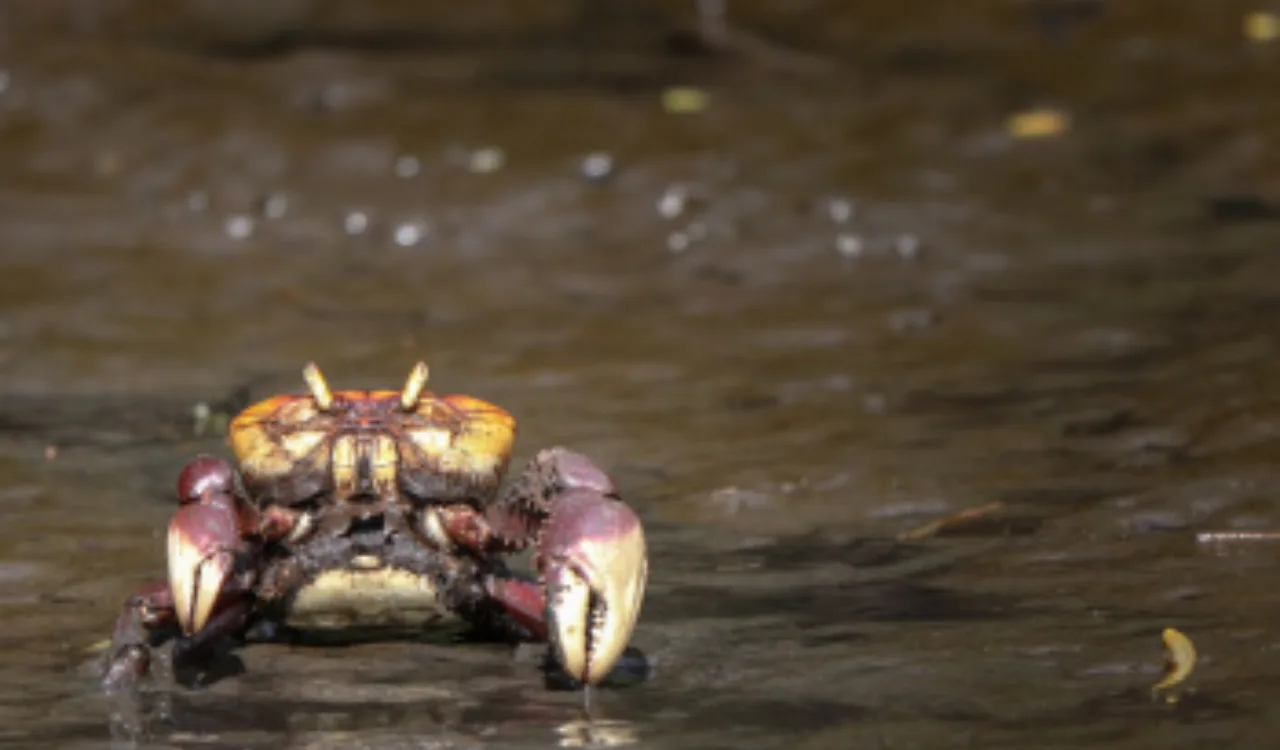 Andada do caranguejo-uçá começa e captura fica proibida