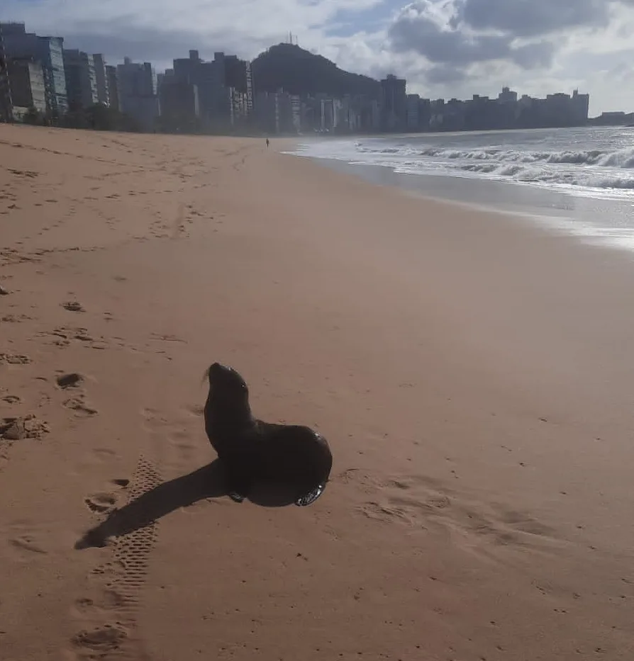 VÍDEO | Lobo-marinho aparece em praia de Vila Velha e chama a atenção