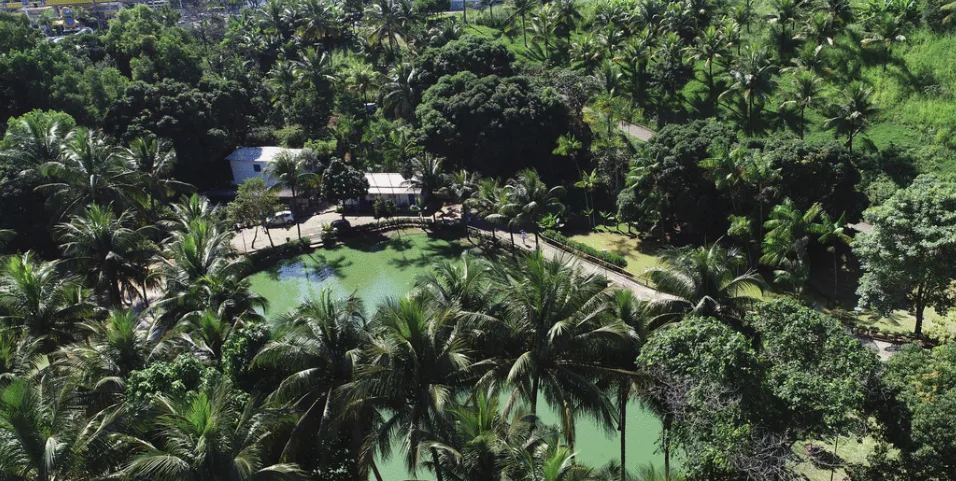 Terceira ave com gripe aviária é flagrada em parque de Vitória