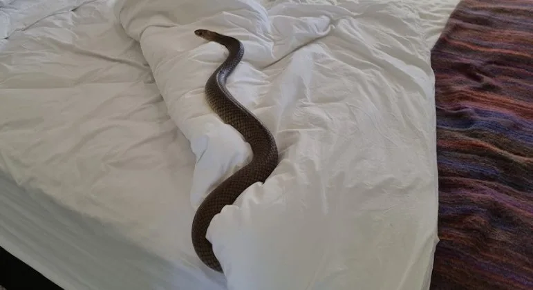 Serpente venenosa é encontrada na cama de uma casa na Austrália