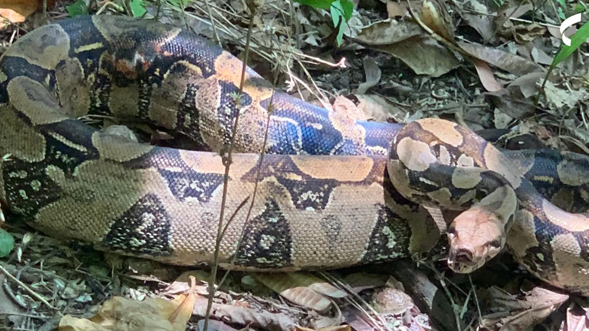 Olha a cobra! Jiboia é encontrada dentro de casa de Vila Velha; veja vídeo