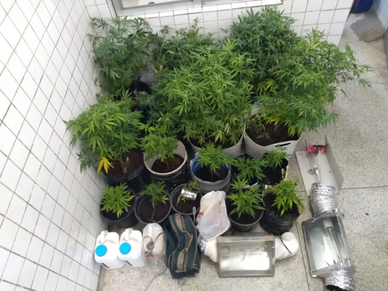 Polícia encontra estufa com cultivo de maconha em uma casa da região de Jacaraípe