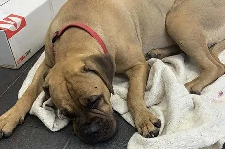 Cachorrinha caminha 200 km tentando voltar para casa após ser entregue para abrigo