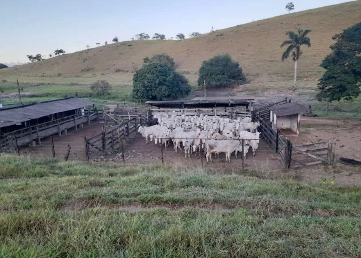 Avaliado em R$ 350 mil: gado furtado em MG é recuperado no ES e homem acaba preso