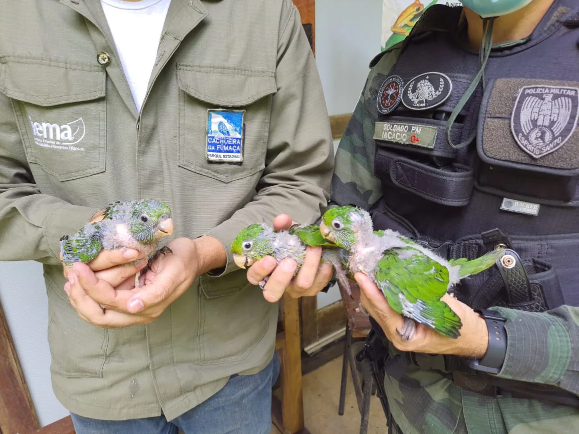 Filhotes de maritaca são resgatados pela Polícia Ambiental em Alegre