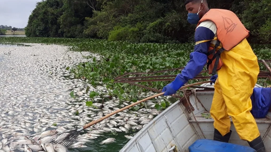 Lagoa de Linhares amanhece com milhares de peixes mortos