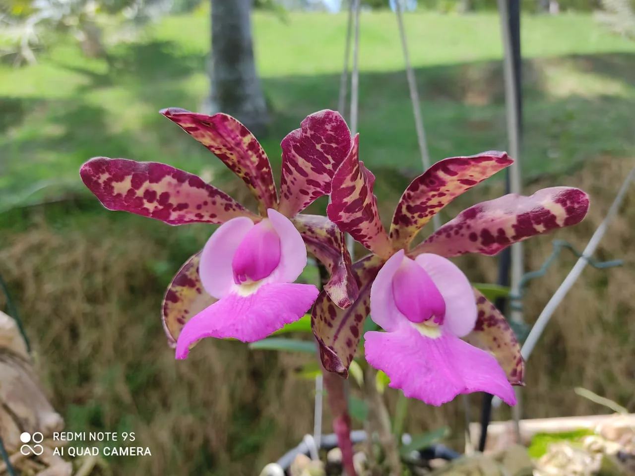 Evento na Praça do Papa reúne mais de 30 espécies de orquídeas