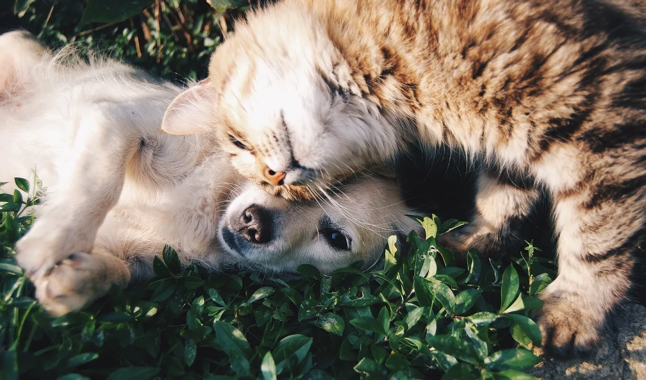 Multa de R$ 1 mil para quem abandonar animais no Espírito Santo