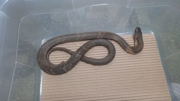 Cobra naja do Butantan que estava desaparecida é encontrada