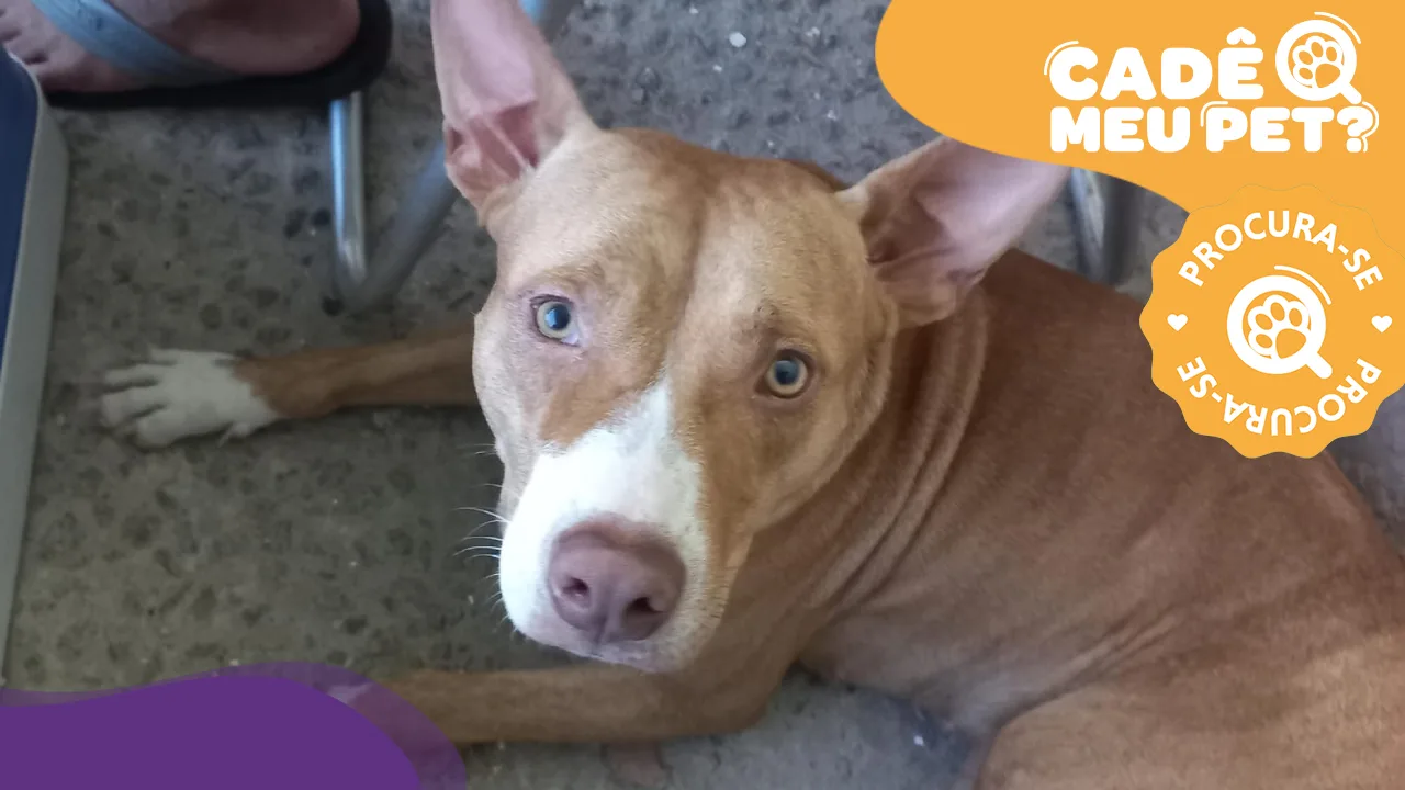 Pitbull Sol some em Cariacica e tutora pede ajuda para encontrá-la