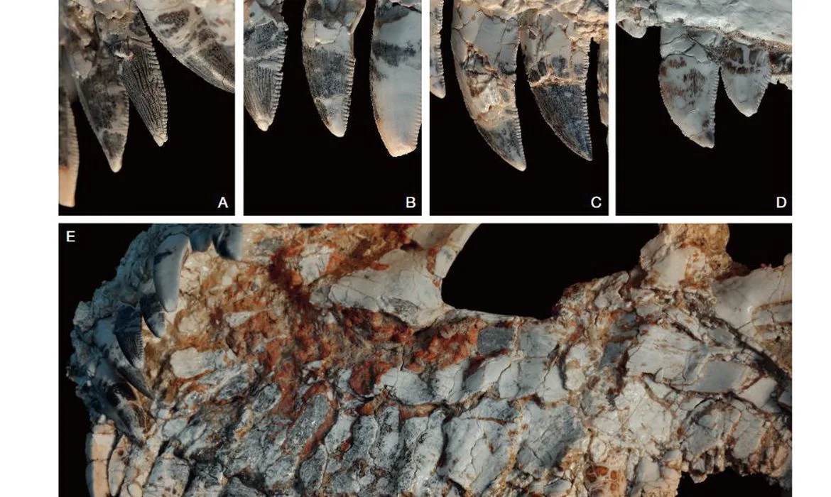 Spectrovenator ragei, fossil