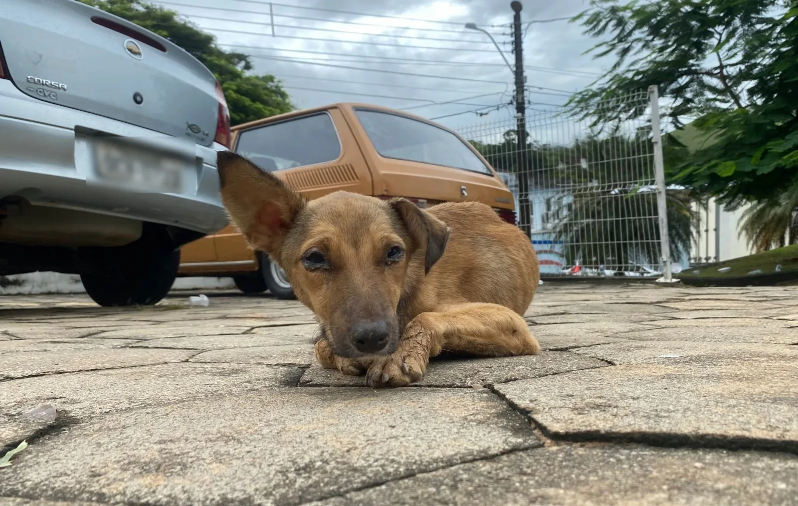 Animais estão desamparados em meio ao caos de Mimoso do Sul; veja como ajudar