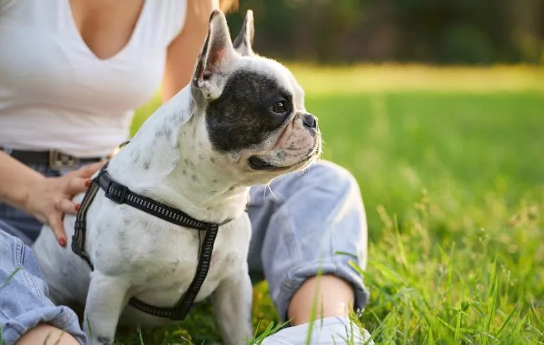 Protetor solar para cachorro é mesmo necessário? Saiba como prevenir queimaduras