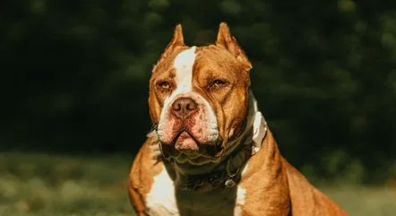 American bully XL: conheça cão que pode ser proibido no Reino Unido