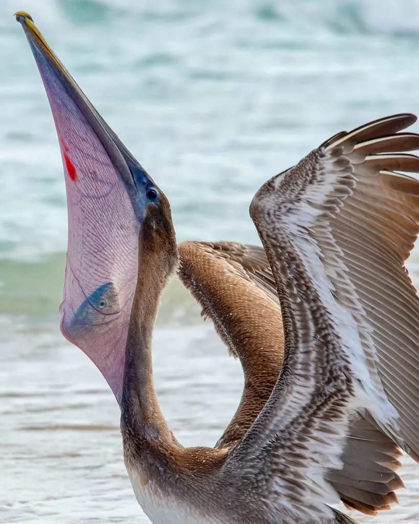 Pelicano-pardo lutando para engolir uma anchova grande demais para seu papo.