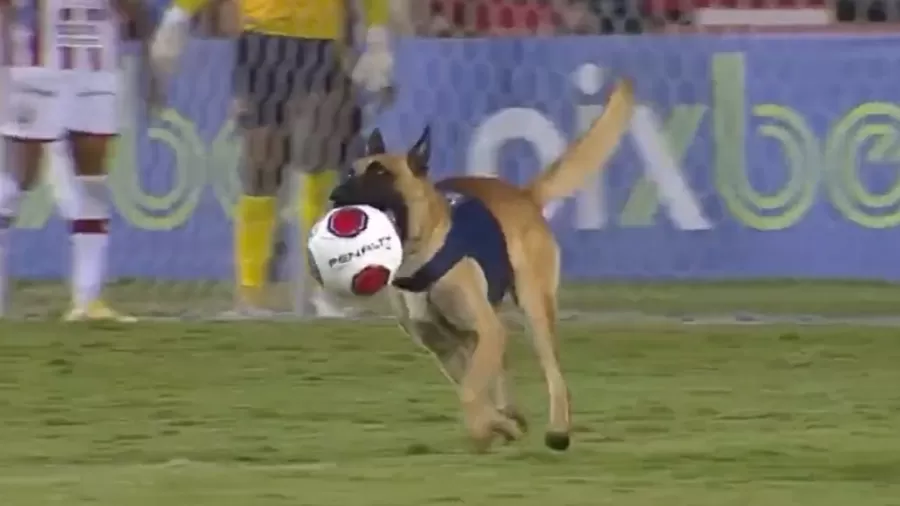 VÍDEO | Cachorro policial rouba bola e paralisa decisão do Pernambucano