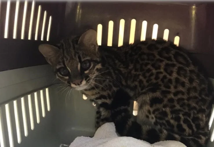 VÍDEO | Ameaçado de extinção, gato-do-mato resgatado em Pedra Azul volta à natureza