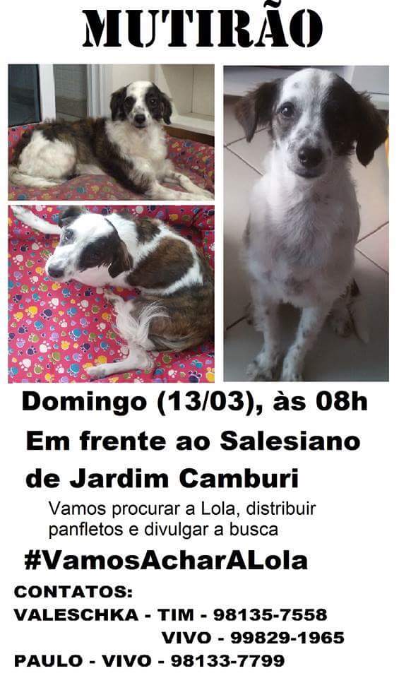 Leitora pede ajuda para encontrar cachorrinha desaparecida