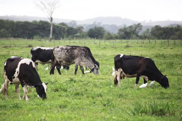 Parasita raro provoca morte de gado no Estado