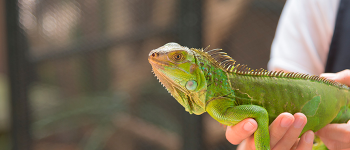 4. Iguana