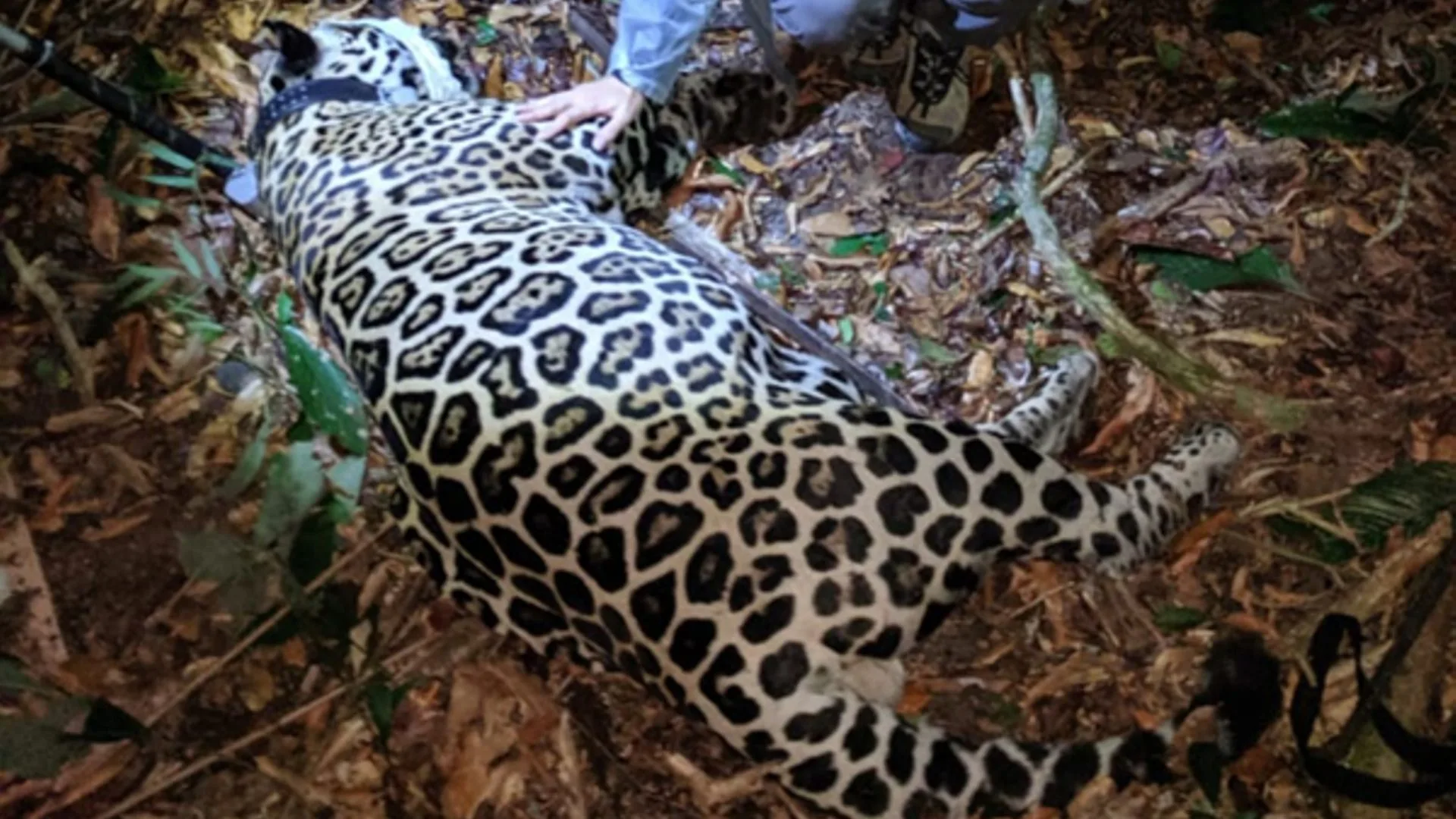 Onça que sobreviveu a fogo do Pantanal tem alta; falta plano de devolução