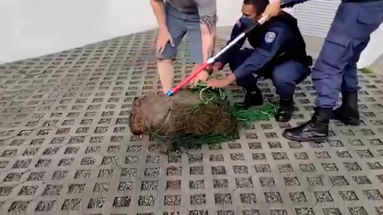 VÍDEO | Capivara é resgatada na entrada de prédio em Vila Velha