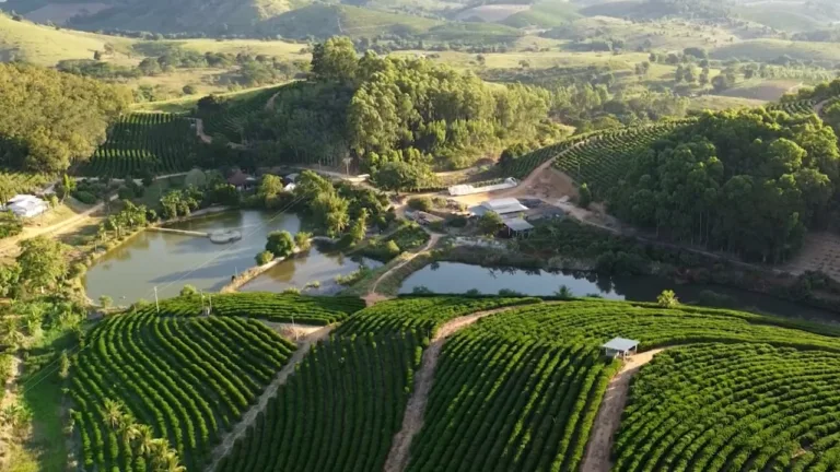 Agro Business: entenda como a produção agrícola pode ajudar na preservação ambiental. Reveja!