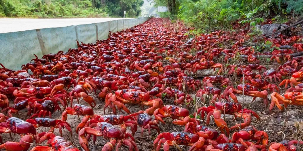 Caranguejos-vermelhos gigantes infestam ilha na Austrália