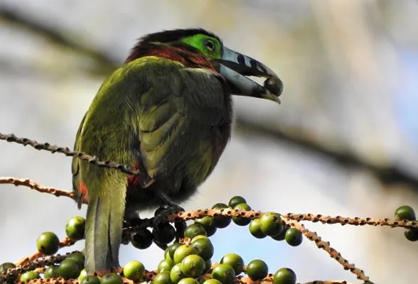 Instituto Ecofuturo ganha Prêmio Muriqui 2021