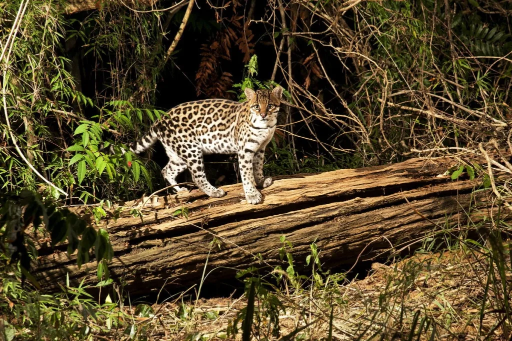 Entre as sombras da natureza, a jaguatirica do Instituto Terra emerge como um espirito da natureza. Uma preciosidade capturada na dança silenciosa da vida selvagem.