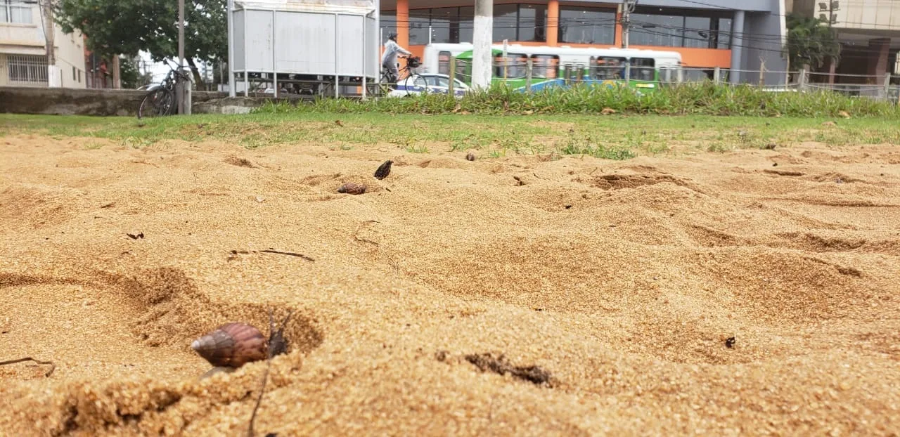 VÍDEO| Caramujos africanos invadem orla da Praia da Costa