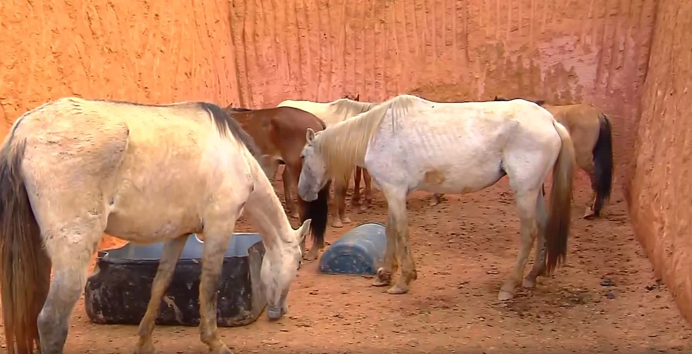 Animais encontrados em abate clandestino de Viana poderão ser adotados