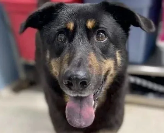 Família abandona cachorro por achar que 'ele é gay'