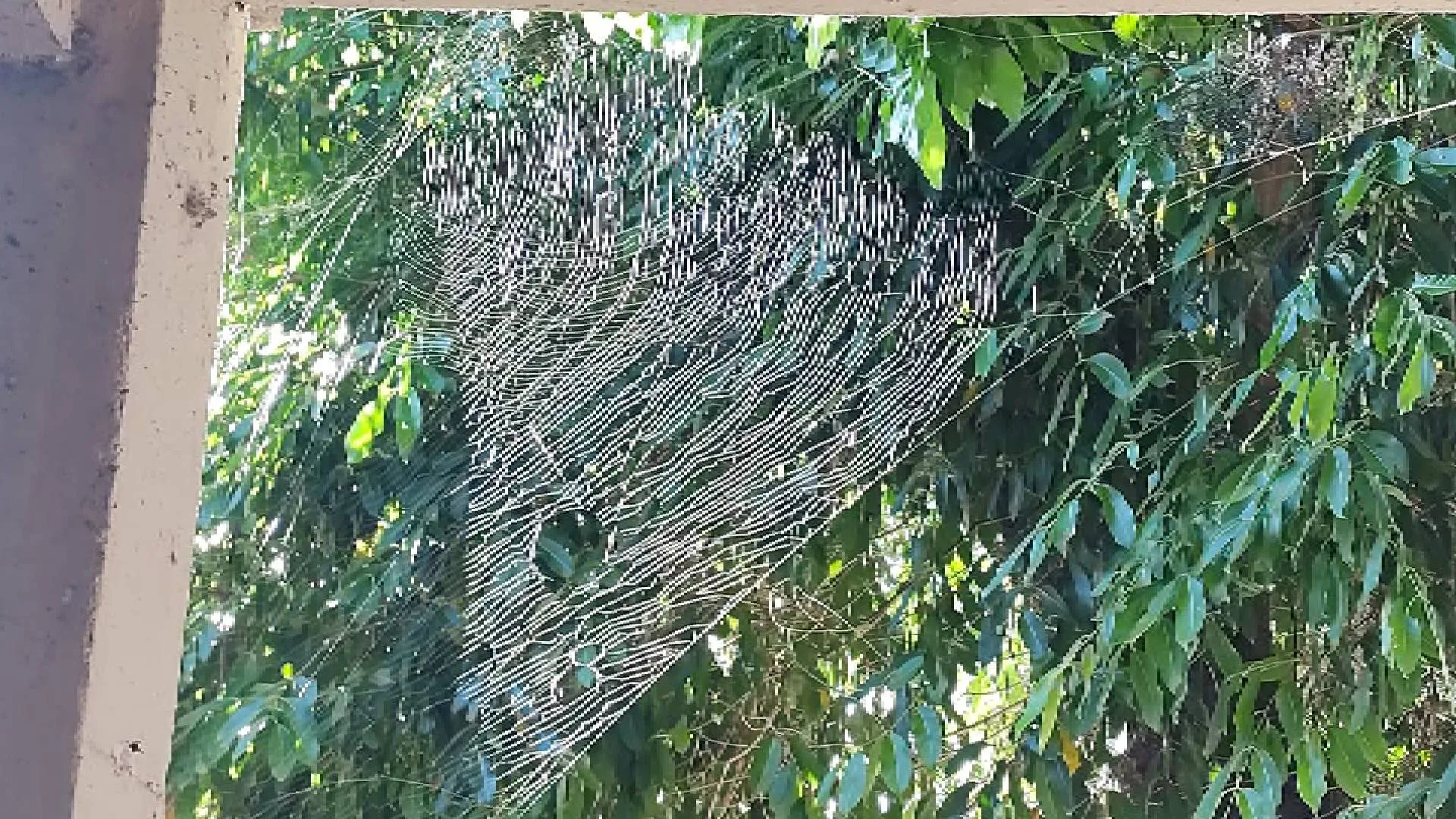 Pesquisadores da Ufes usam teias de aranha para monitorar poluição